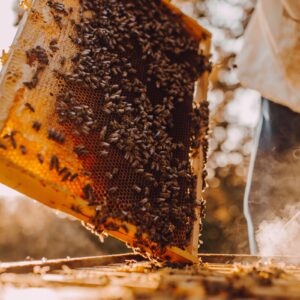 Miód i produkty pszczele